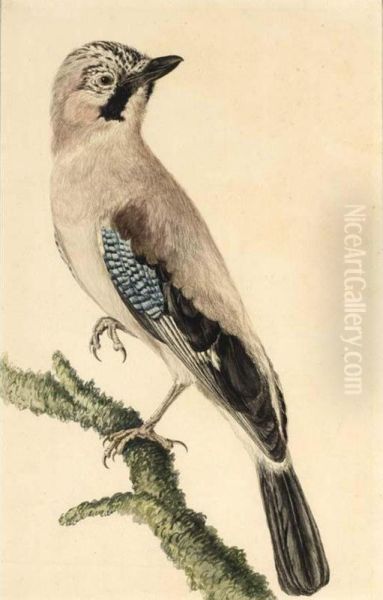 A Jay - view 1