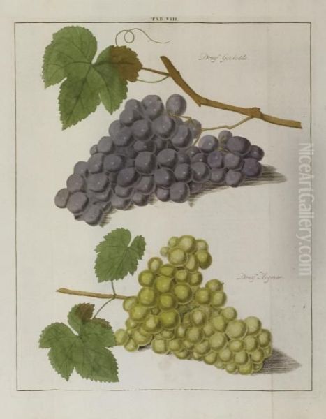 Fructologia, Of Beschryving Der Vrugtbomen En Vrugten - view 1
