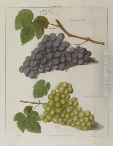 Fructologia, Of Beschryving Der Vrugtbomen En Vrugten by Johann Hermann Knoop