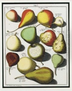Pomologia: Five Plates