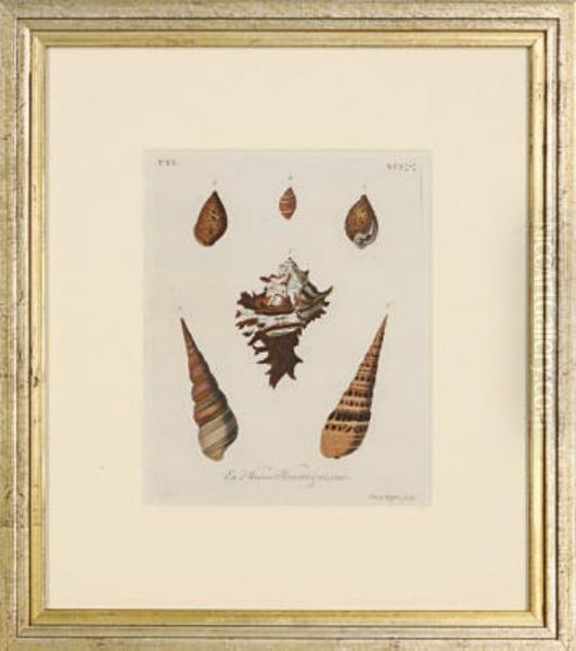Les Delices Des Yeux Et De L'esprit, Ou Collection Generale Des Differentes Especes De Coquillages Que La Mer Renferme: Six Plates - view 1
