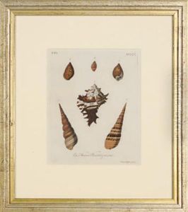 Les Delices Des Yeux Et De L'esprit, Ou Collection Generale Des Differentes Especes De Coquillages Que La Mer Renferme: Six Plates by Georg Wolfgang Knorr