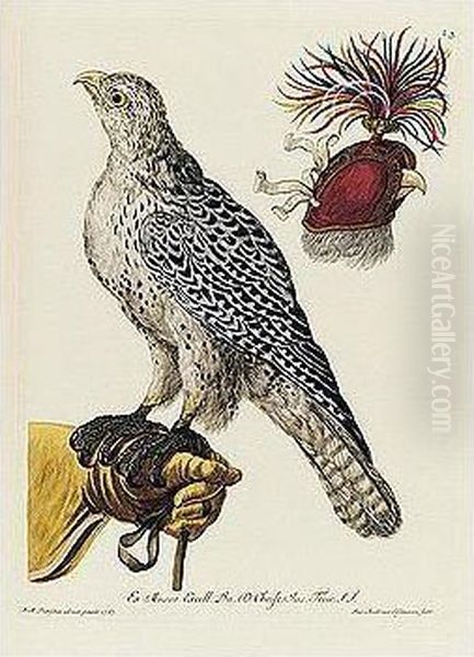 2 Volumes, Folio (530 X 355mm.), Additional Engraved Title, Coloured By Hand, 91 Hand-coloured Engraved Plates, Contemporary Half Calf, Rubbed - view 1