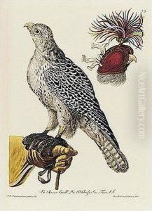 2 Volumes, Folio (530 X 355mm.), Additional Engraved Title, Coloured By Hand, 91 Hand-coloured Engraved Plates, Contemporary Half Calf, Rubbed by Georg Wolfgang Knorr