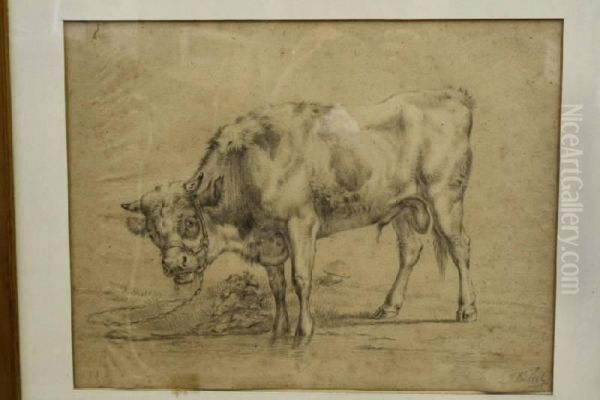 Stier - view 1