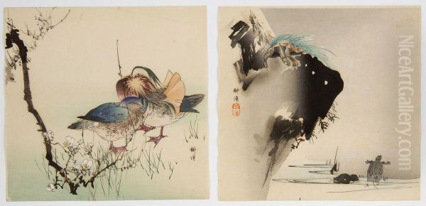 Turtles And Cliffside, And Ducks. - view 1