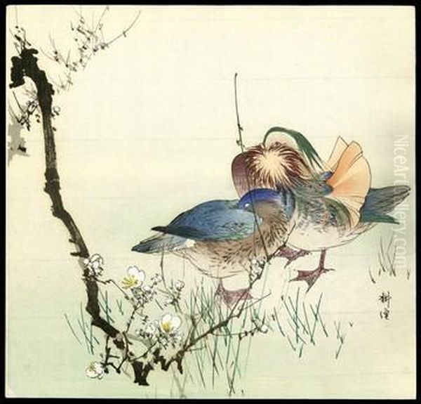 Ducks - view 1