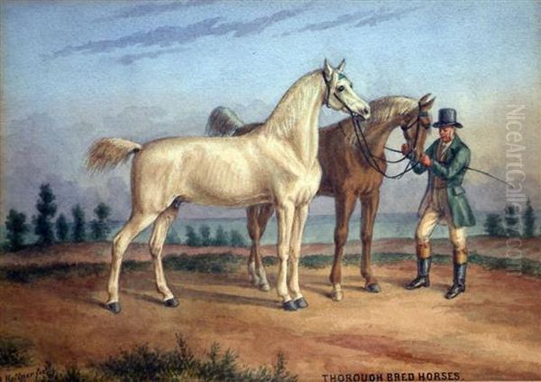 Thorough Bred Horses - view 1