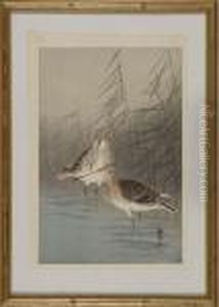 Depicting Two Snipes Waiting In A Marsh - view 1