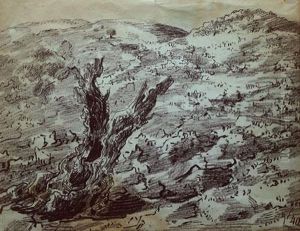 Olive Tree In The Landscape