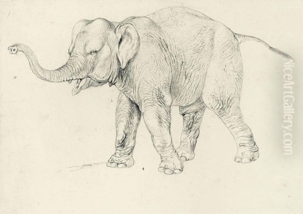 A Preparatory Study Of An Elephant For Brehms Tierleben - view 1