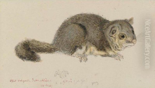 Field Mouse - view 1