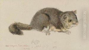 Field Mouse Field Mouse