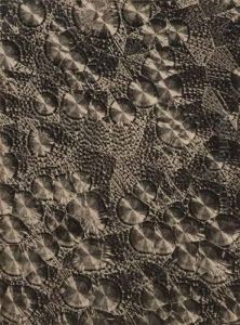 Microphotographie