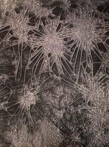 Microphotographie by August Kreyenkamp