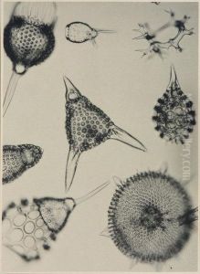 Radiolarien Fossil by August Kreyenkamp