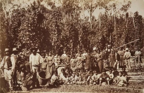 Group Ofaborigines In Hop Gardens At Coranderrk - view 1