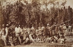 Group Ofaborigines In Hop Gardens At Coranderrk