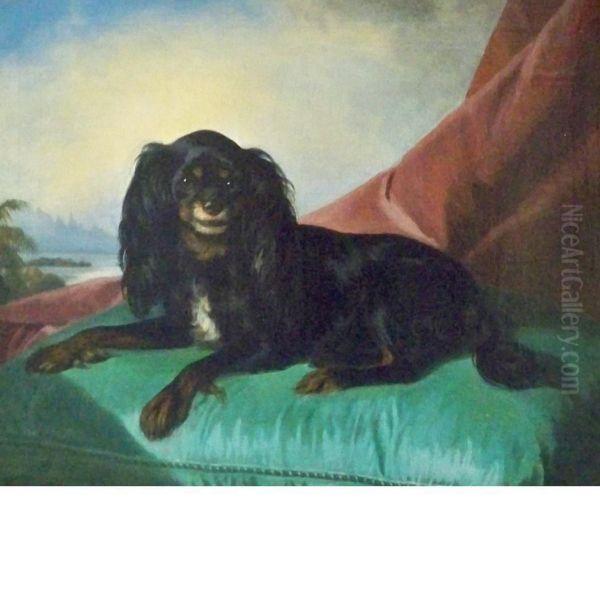 King Charles Spaniel - view 1