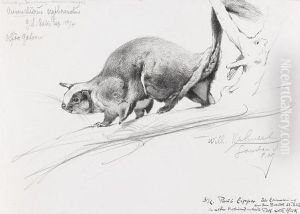 Anomalurus Erythronotus - Rotruckiges Dornschwanzhornchen (kongo) by Wilhelm Kuhnert