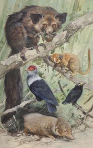 Madagascan Animals