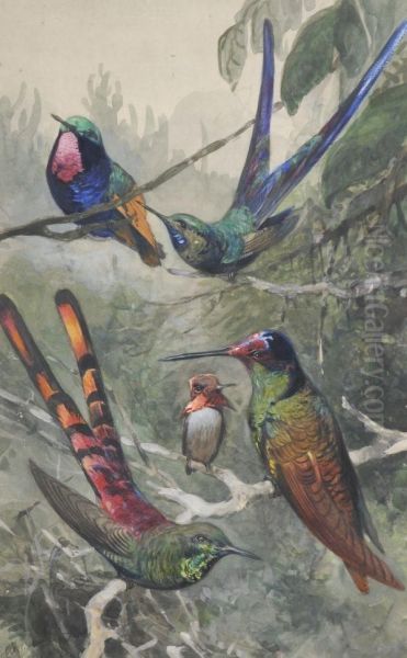 Humming Birds - view 1