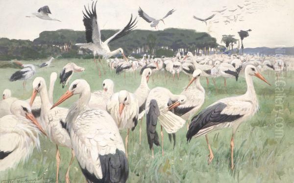 Cranes - view 1