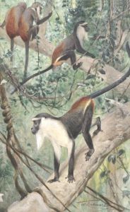Colobus Monkeys