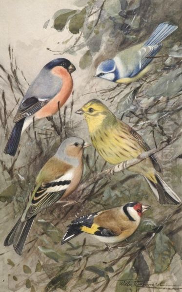 Finch Studies - view 1