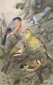 Finch Studies by Wilhelm Kuhnert