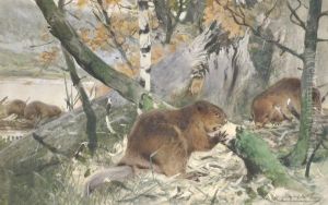 Beavers Constructing A Dam