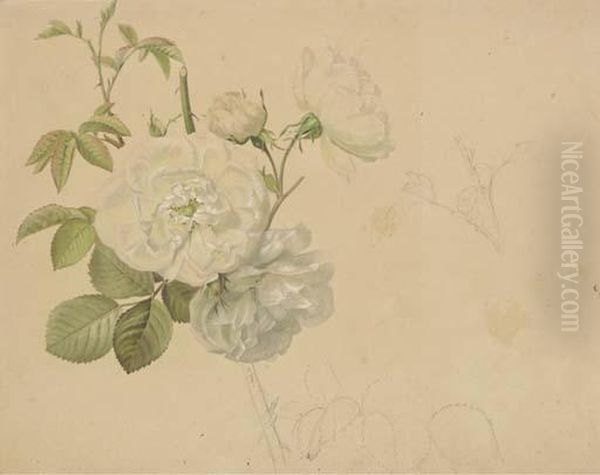 Study Of A White Rose - view 1