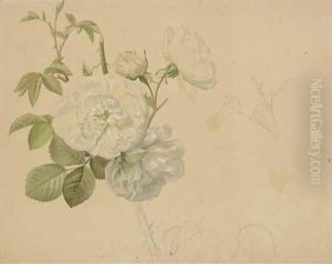 Study Of A White Rose by Emile Charles Labbe