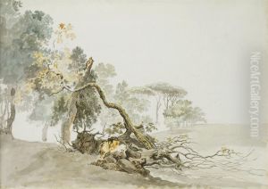 Etudes D'arbres Et De Troncs