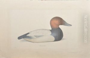Canard Furf Scoter Et Hooded Merganser Canard Furf Scoter Et Hooded Merganser