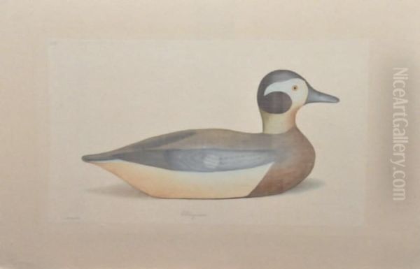 Canard Red Breasted Merganser Drake - view 1