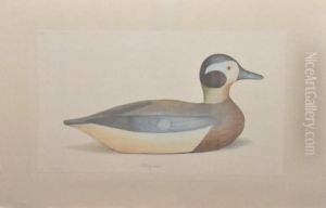 Canard Red Breasted Merganser Drake by Louis Lafitte