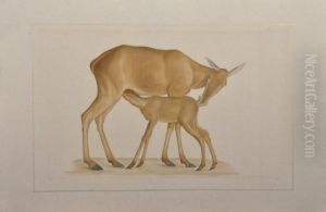 Femelle Et Son Petit Koala Et Biche Femelle Et Son Petit Koala Et Biche