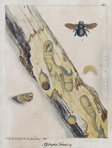 'horia Maculata'; 'xylocopa Teredo' by Rev Landsdown Guilding