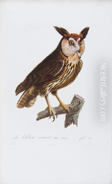 Histoire Naturelle Des Oiseaux De L'amerique Septentrionale, Contenant Un Grand Nombre D'especes Decrites Ou Figurees Pour La Premiere Fois - view 1