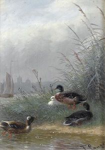 Enten An Einem Flussufer Mit Schilf