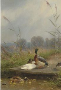 The First Swim by Fritz Lange
