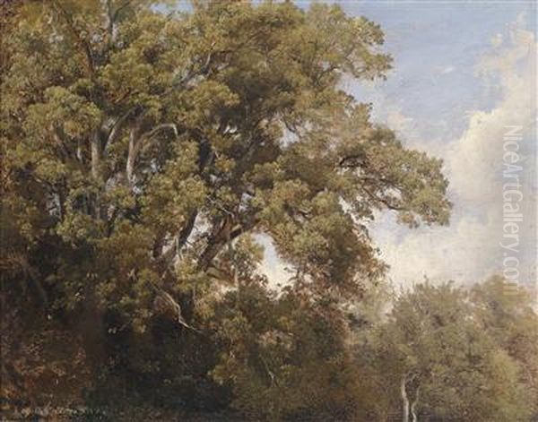 Tree Tops - view 1