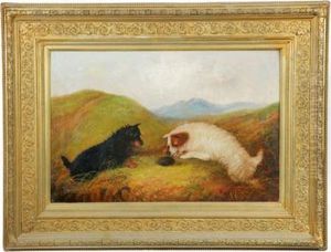 Terriers Terriers