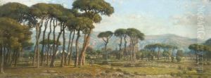 Paysage De Pinede Au Pied D'une Chaine De Montagnes