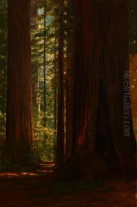 Redwood Grove At Big Trees, Santa Cruz, Ca by Lorenzo Palmer Latimer