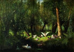 Canard Dans Un Bois