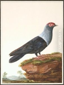 (seychelles Blue Pigeon) by David Le Clerc
