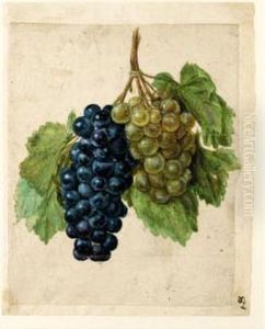Two Bunches Of Grapes, One Black And One White by Jacques le Moyne de Morgues