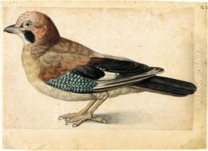 Study Of A Jay by Jacques le Moyne de Morgues
